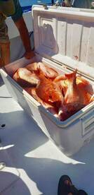 HOT RED SNAPPER FISHING