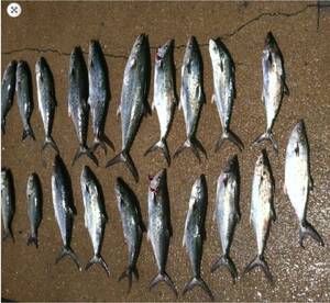 JUNE 18TH INSHORE PM Half Day