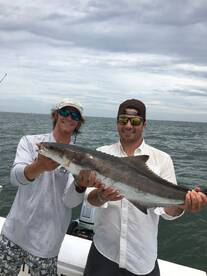 More cobia