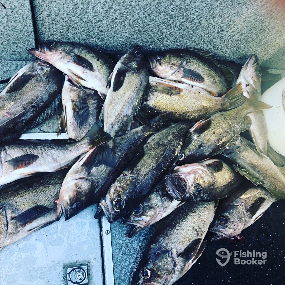 Reedsport Report Photo 0