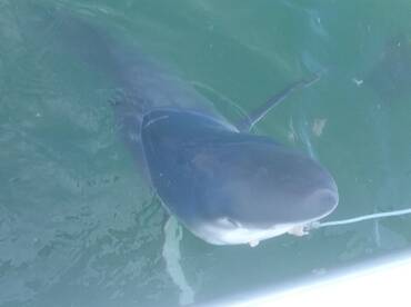 New York City Report Photo 1