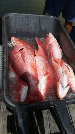 Red Hot fishing today