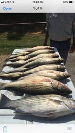 Lewisville Report Photo 2