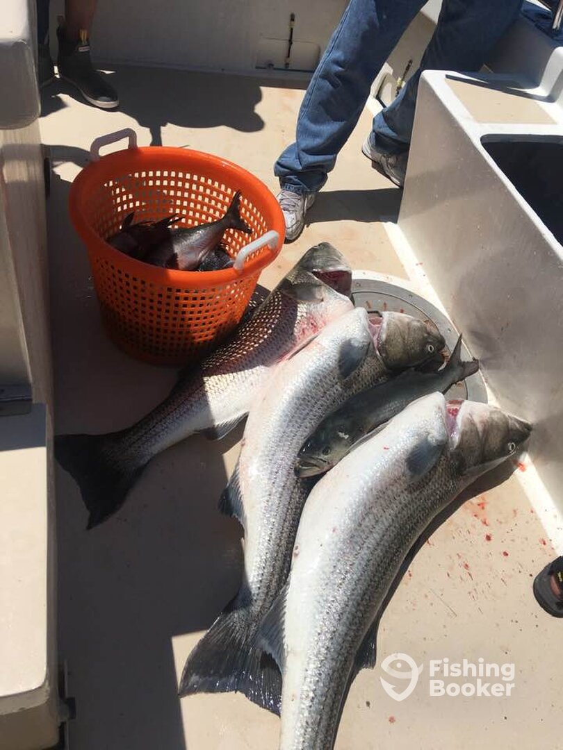 Montauk Report Photo 0