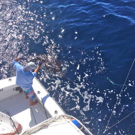 Sailfish and snapper!
