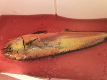 Pompano Beach Report Photo 1