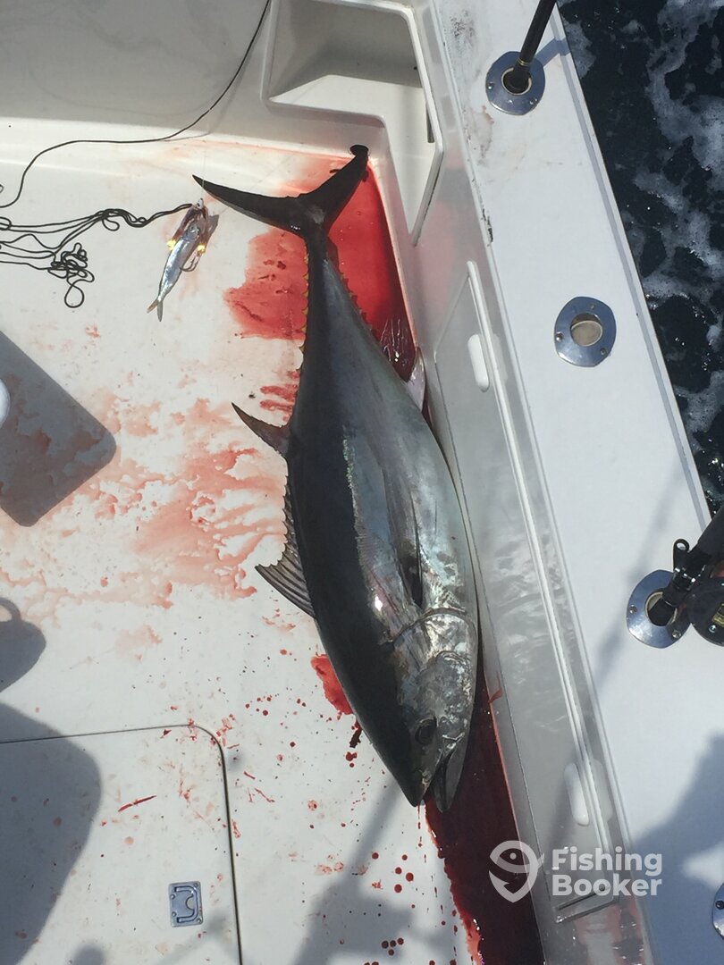 Ocean City Report Photo 0