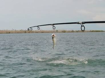 Late Season Tarpon Fishing 