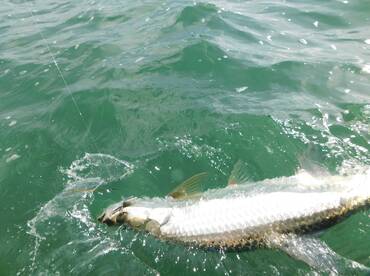 Big Pine Key Report Photo 2