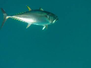 Fishing is on fire .! 