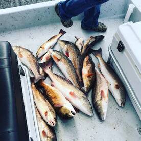 Houma Report Photo 4