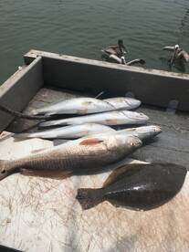 Limit of trout in 9 minutes 