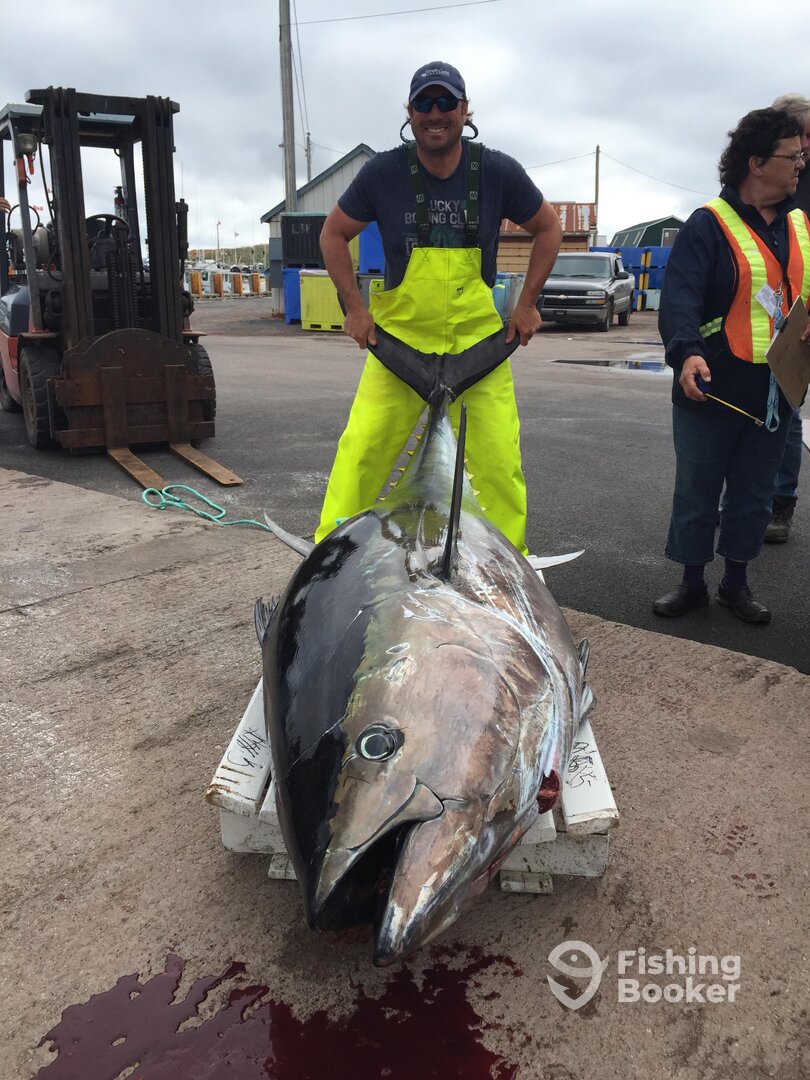 We get to take one of these giant in a year! This one was 680lbs