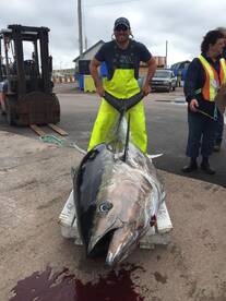 Season closed until July 15, 2016