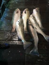 Montauk Report Photo 1