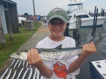 Albacores ribbon fish Spanish 