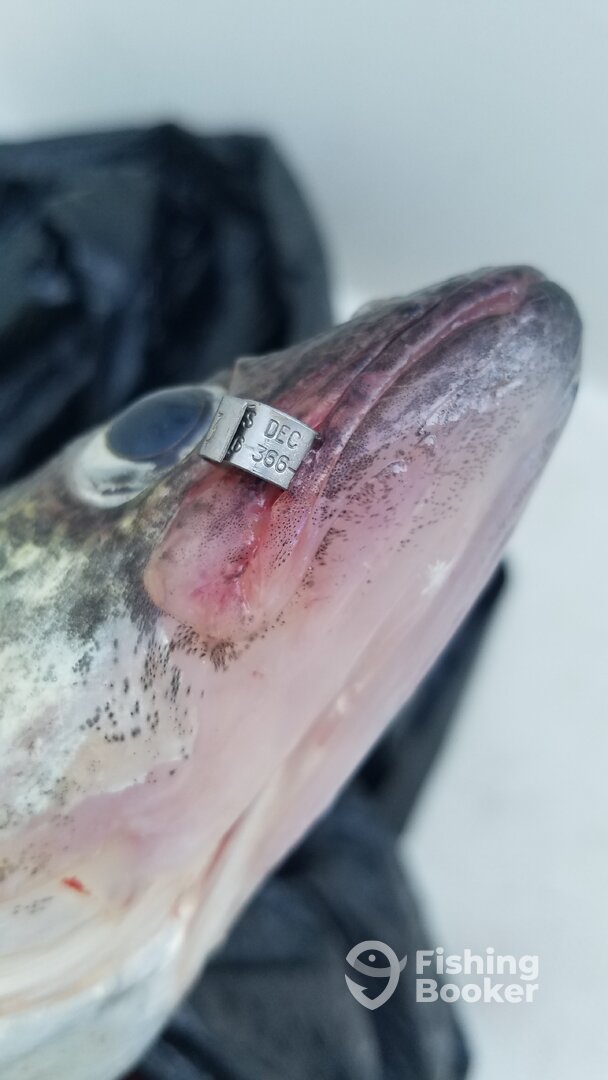 Tag fish from New York 3 year old 