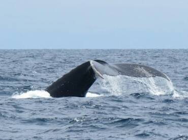 Whale watching season June - October