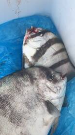 Norfolk Report Photo 2