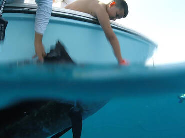 Jay releasing 7-10 sails in 3 hours. 