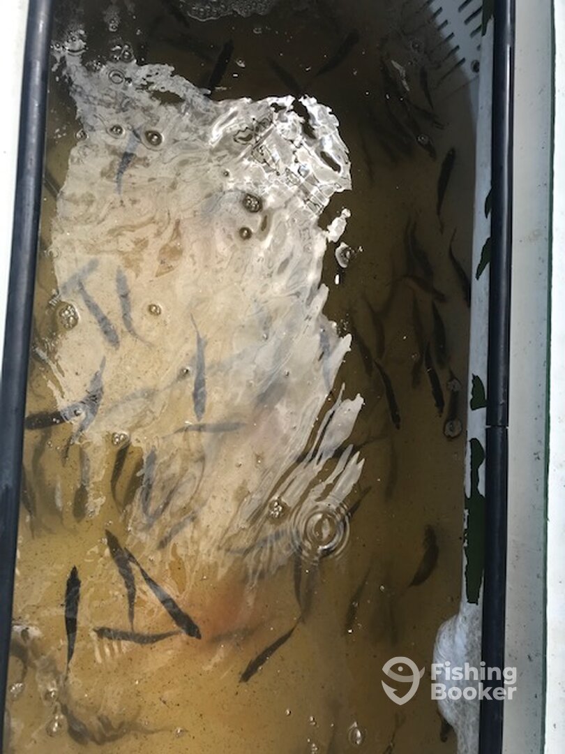 Panacea Report Photo 0