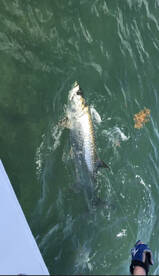 Islamorada Report Photo 1