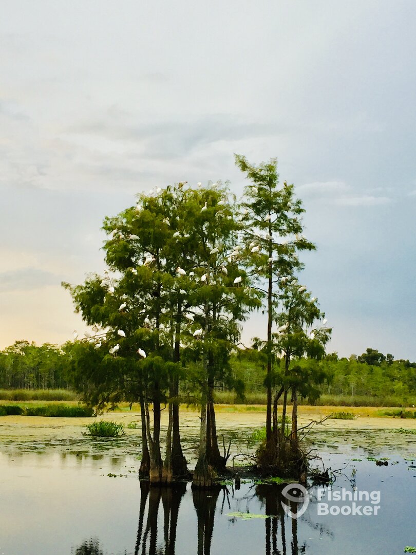 Belle Glade Report Photo 0