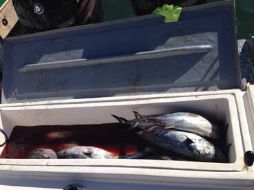 Bonitas are back on 8 hrs trips