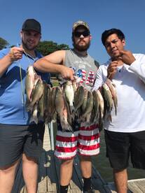 Grapevine Report Photo 2