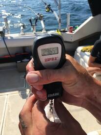 The big trout are here