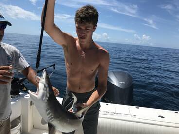 Kings - sharks- cobia