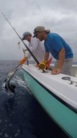 Bill fish and wahoos!