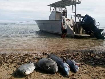 Sigatoka Report Photo 2