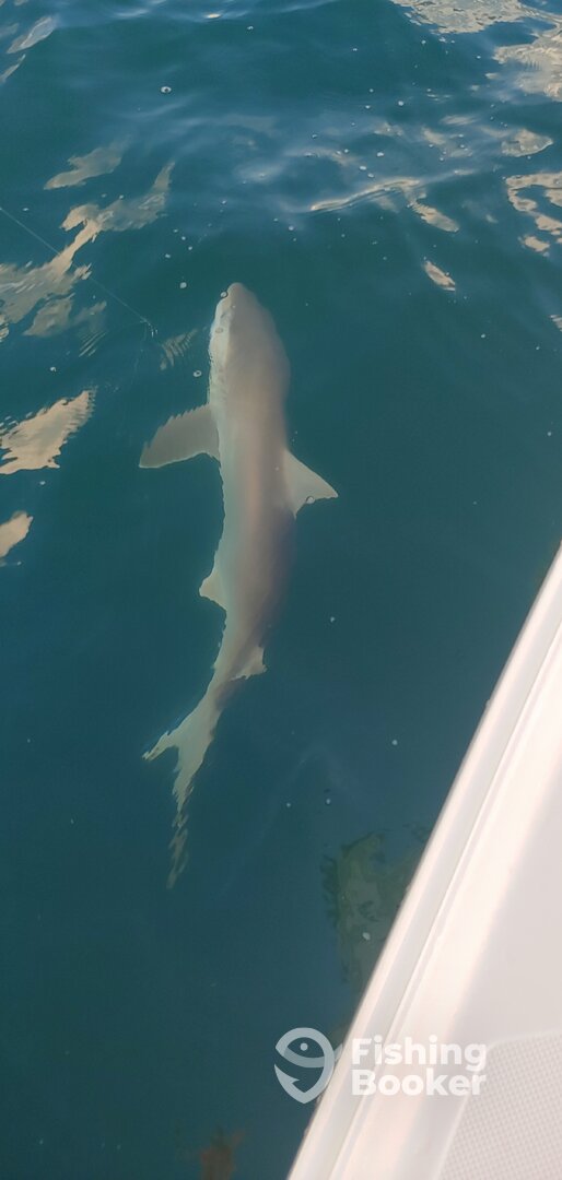 Port Orange Report Photo 0