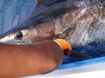 Blue marlin and sails