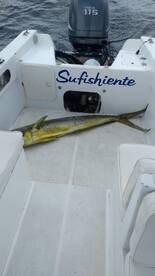 Big one mahi mahi Dorado 50 lbs