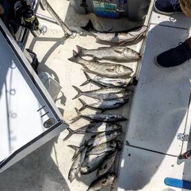 Solomons Report Photo 2