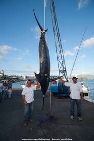 Blue marlin ( grander )- Ponta Delgada