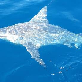 Carolina Beach Report Photo 2