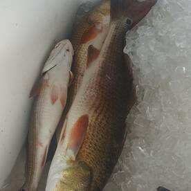 Mississippi River s dropping