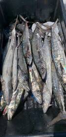 Kingfish and Shark fishing action!!