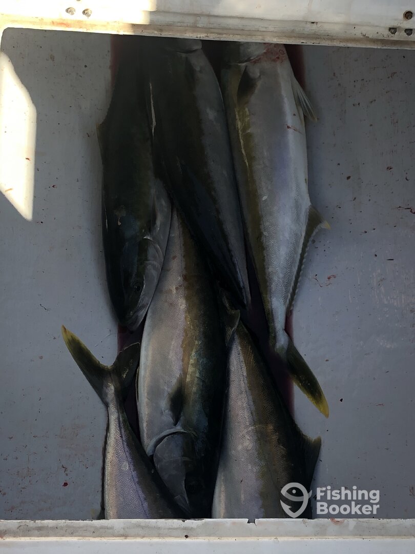 Sydney Report Photo 0