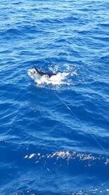 Summer marlin actiin!