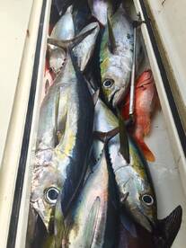 Puerto Aventuras Report Photo 1