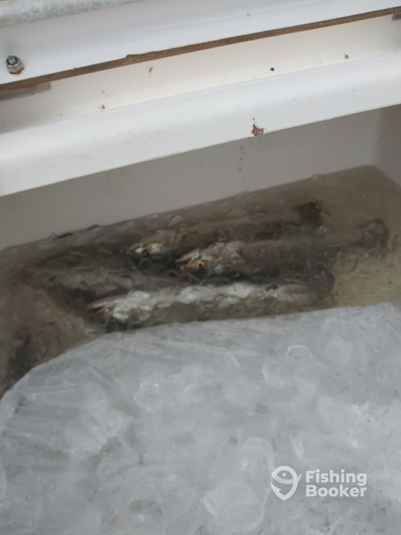 St. Bernard Report Photo 0