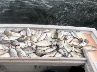 Porgy charter