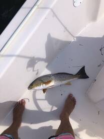 September 11 Scouting - Red fish city