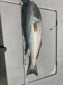 Chokoloskee Report Photo 2