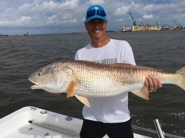 Bull Reds are running