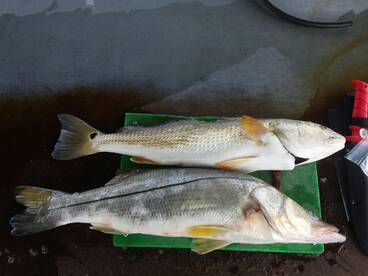 Fort Pierce Report Photo 2